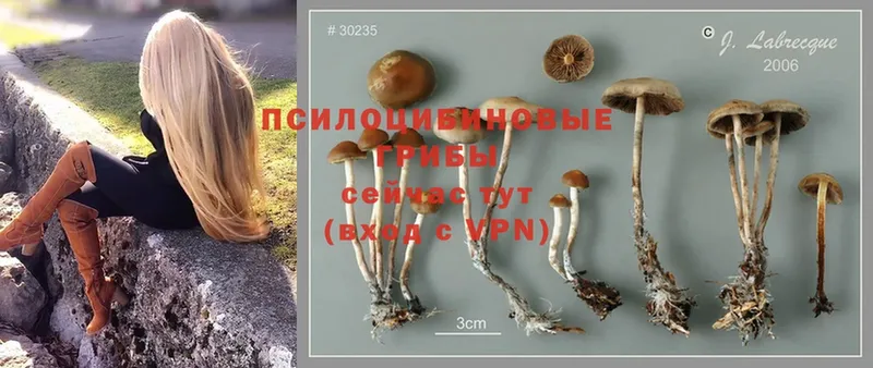 купить закладку  Кумертау  Псилоцибиновые грибы Cubensis 